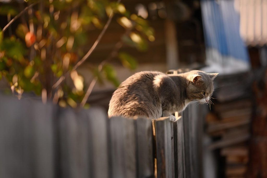 cat, fence, wooden, kitty, kitten, feline, pet, animal, cat on fence, wooden fence, demarcation, neighbor's cat, domestic, gray cat-5606651.jpg