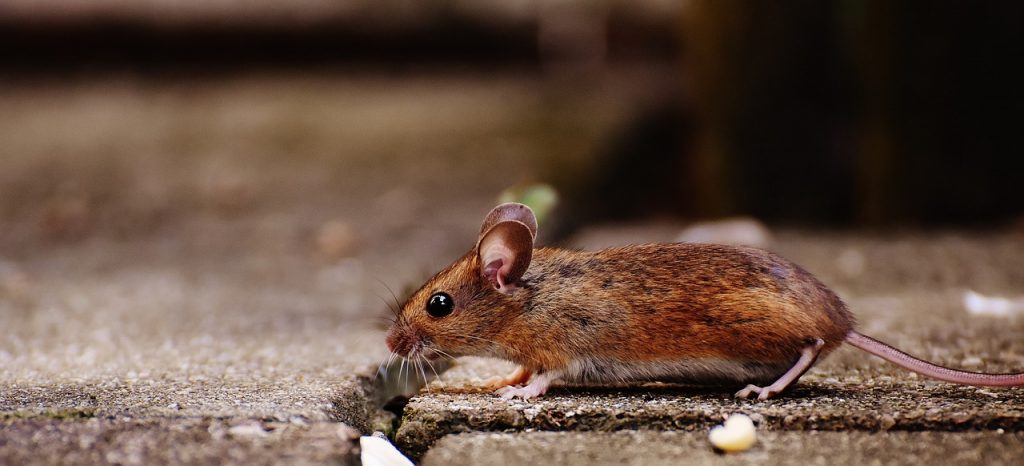 mouse, rodent, cute, mammal, nature, animal, wood mouse, apodemus sylvaticus, mice, fur, small, funny, button eyes, brown, mouse, mouse, mouse, mouse, mouse, mice, mice, mice-1708192.jpg